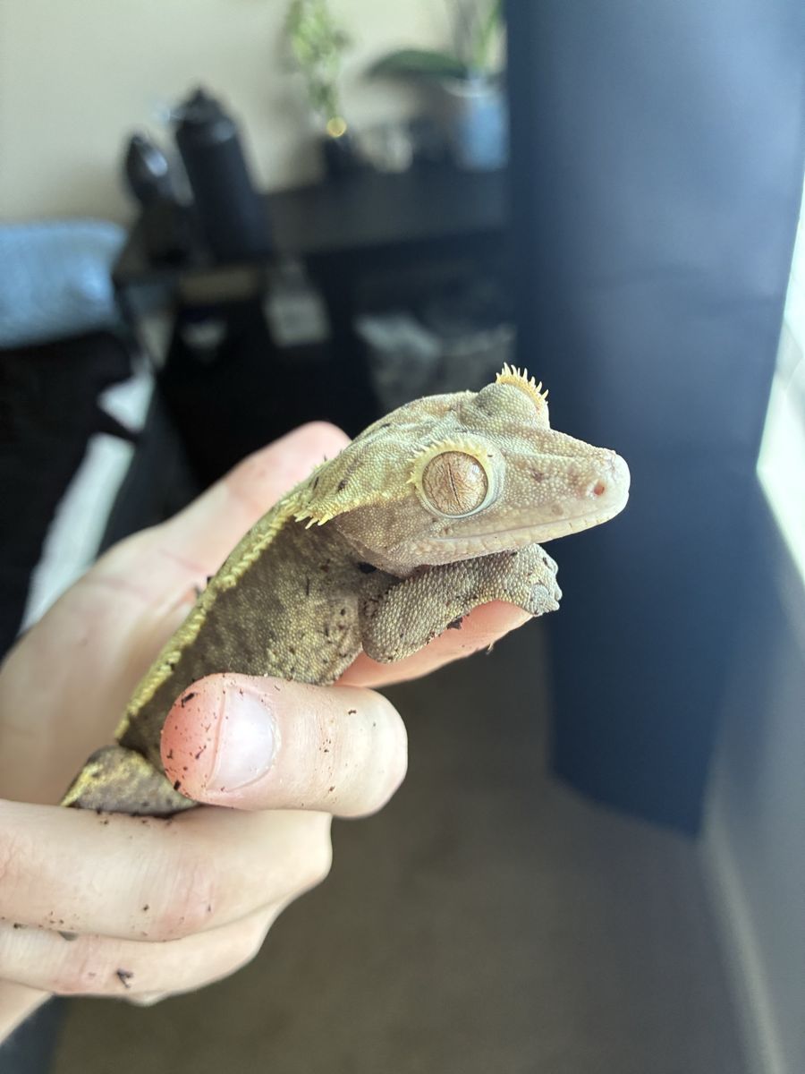 Gorgeous Female crested gecko