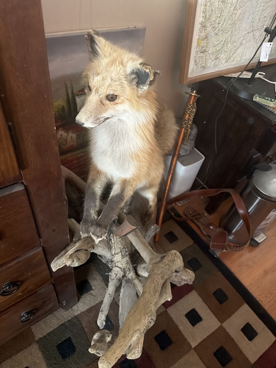 Taxidermy Red Fox