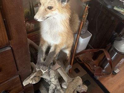 Taxidermy Red Fox