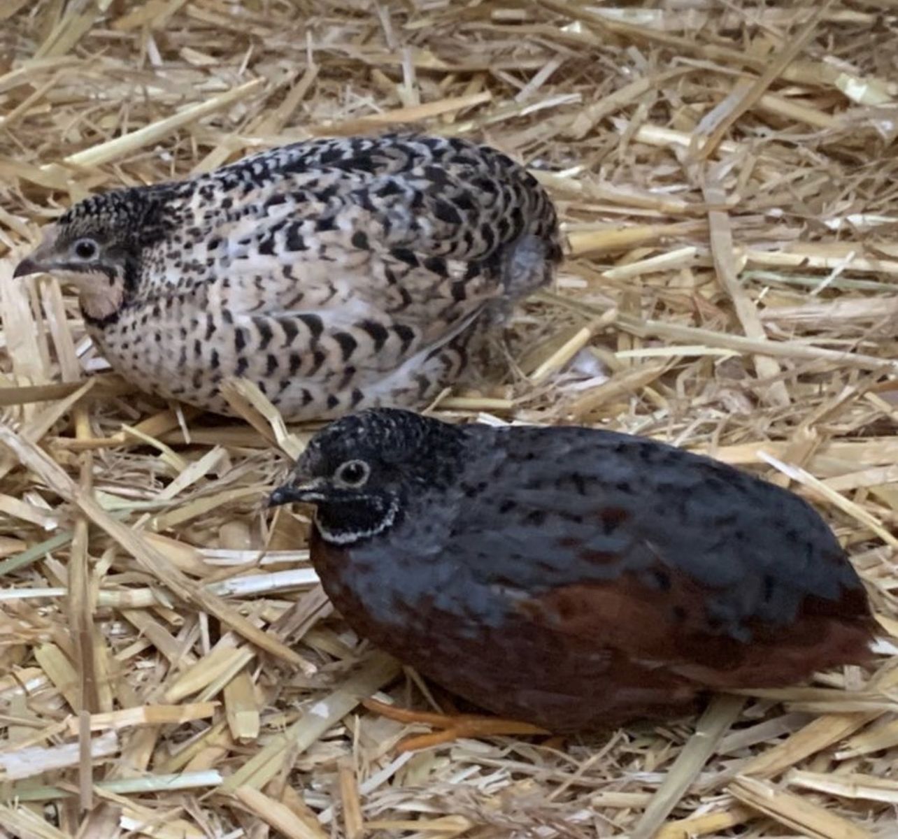 Button quail