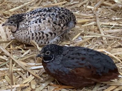 Button quail