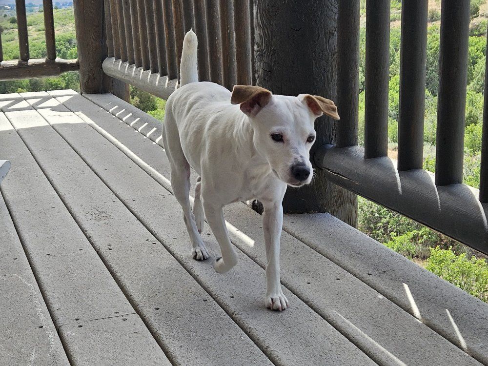 Purebred Jack Russell registered