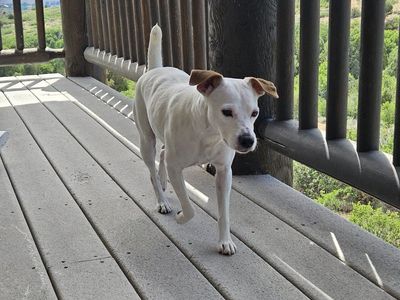 Purebred Jack Russell registered