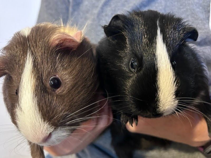 Mooney and Bugsy the Guinea Pigs