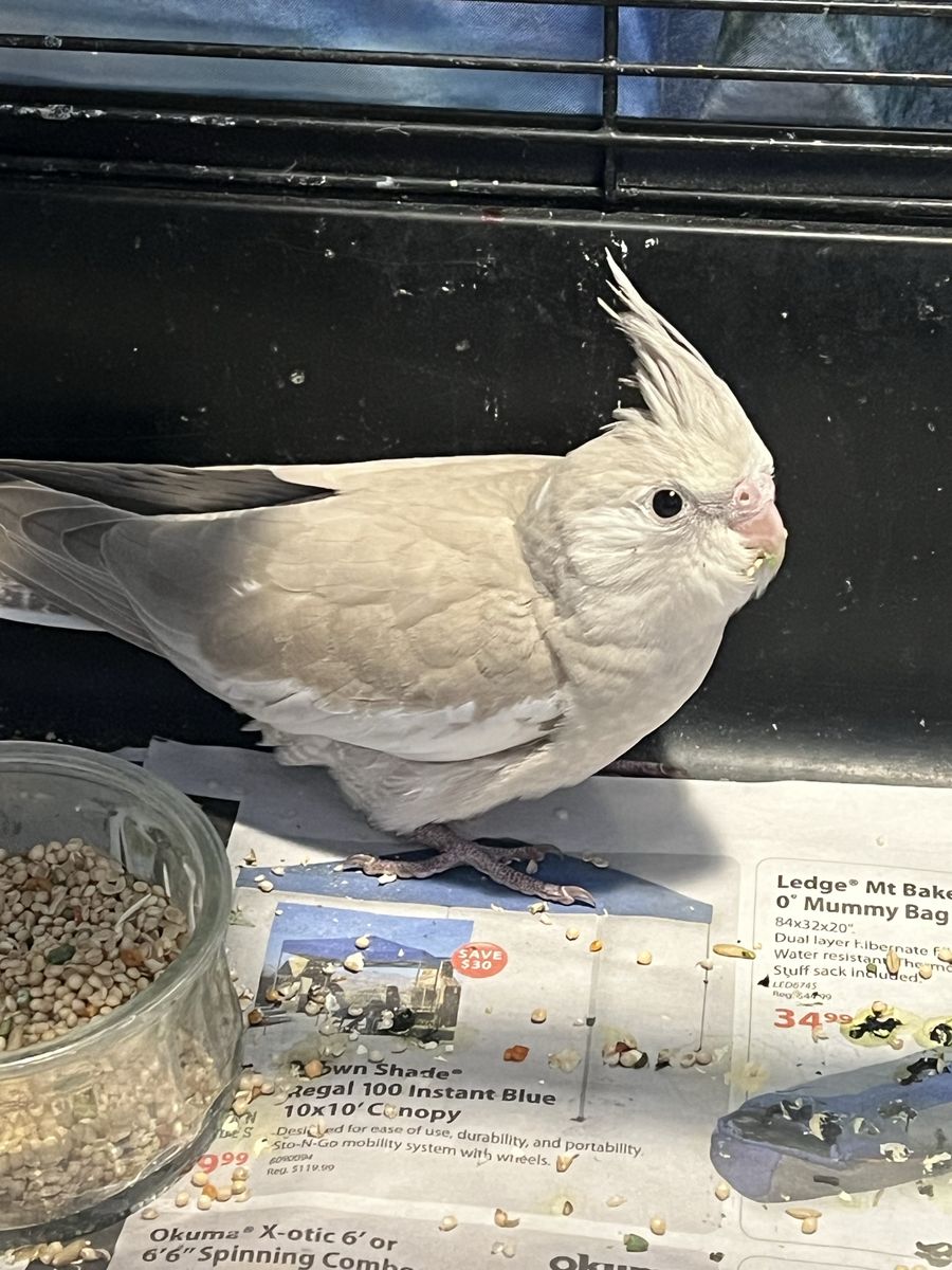 Baby Cinnamon White Face Cockatiel