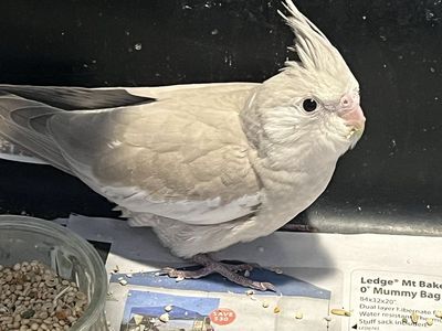 Baby Cinnamon White Face Cockatiel