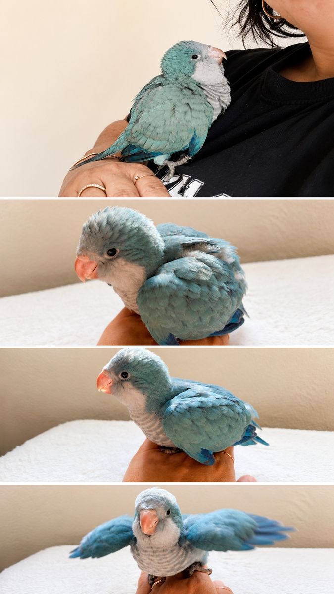 Quaker