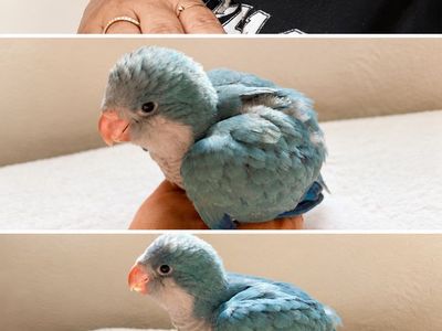 Quaker