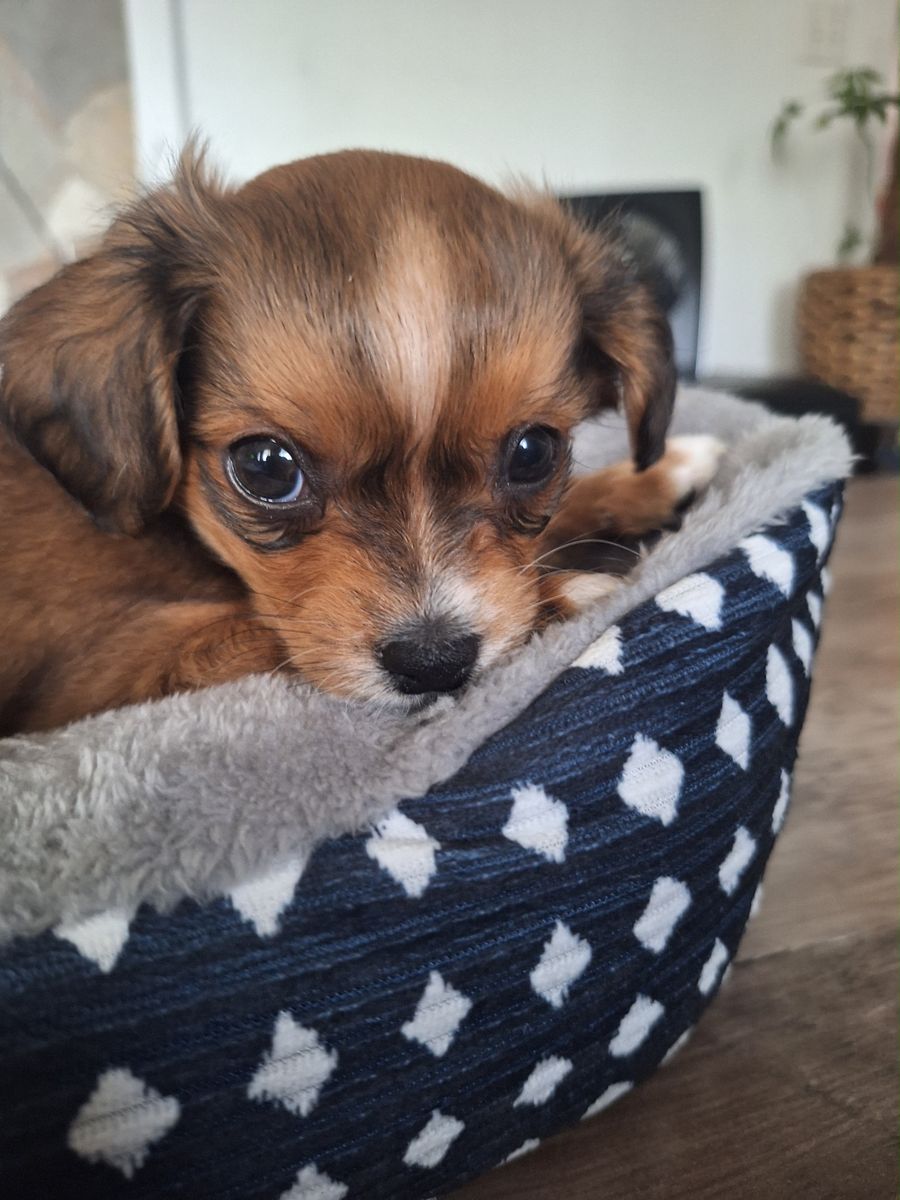 Chihuahua mix