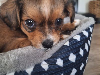 Chihuahua mix
