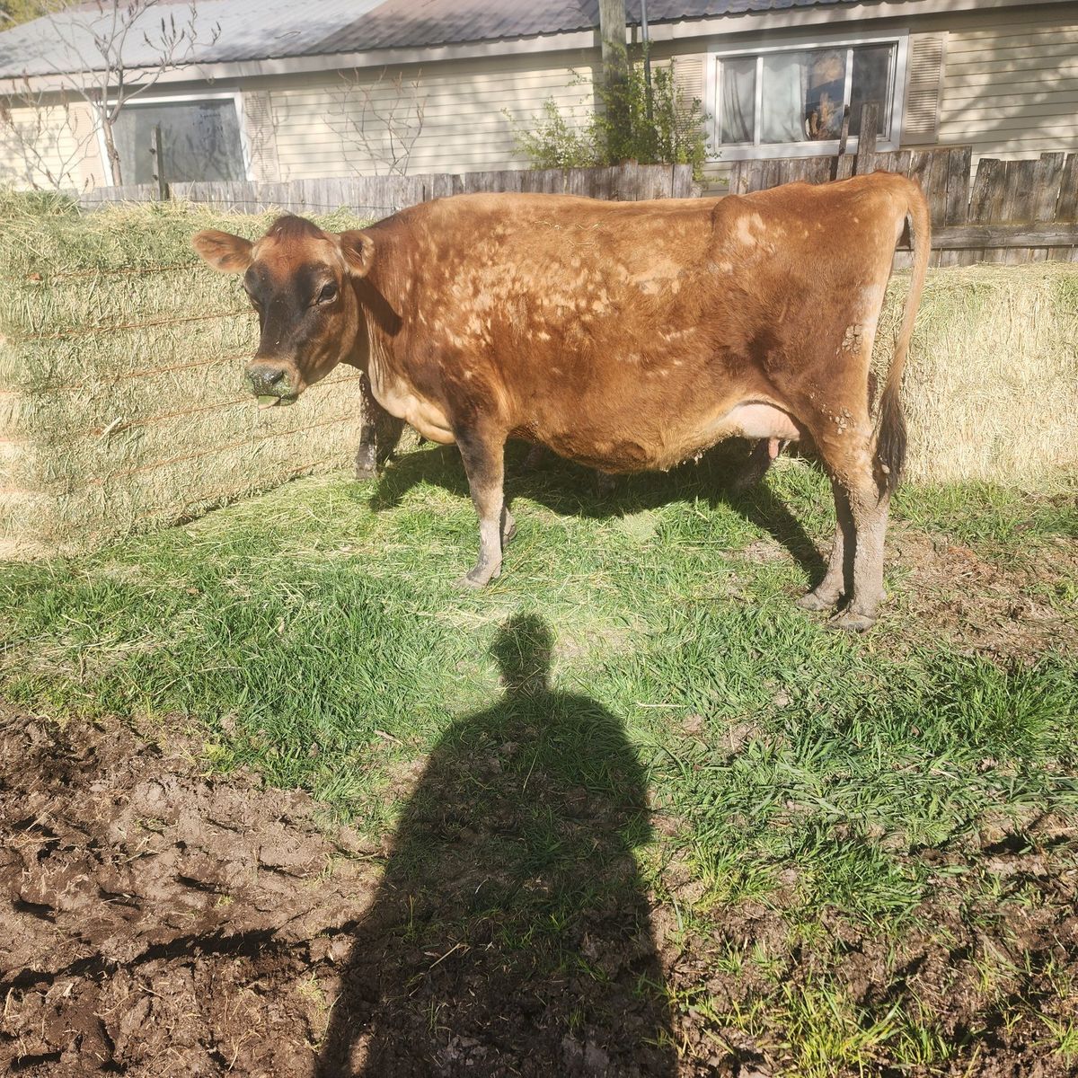 jersey milk cow