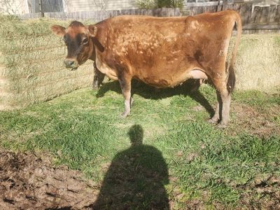jersey milk cow