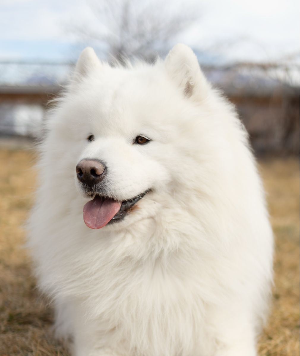 Health Tested AKC Samoyed at Stud