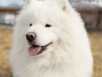 Health Tested AKC Samoyed at Stud