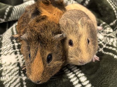 2 female Guinea Pigs w/cage