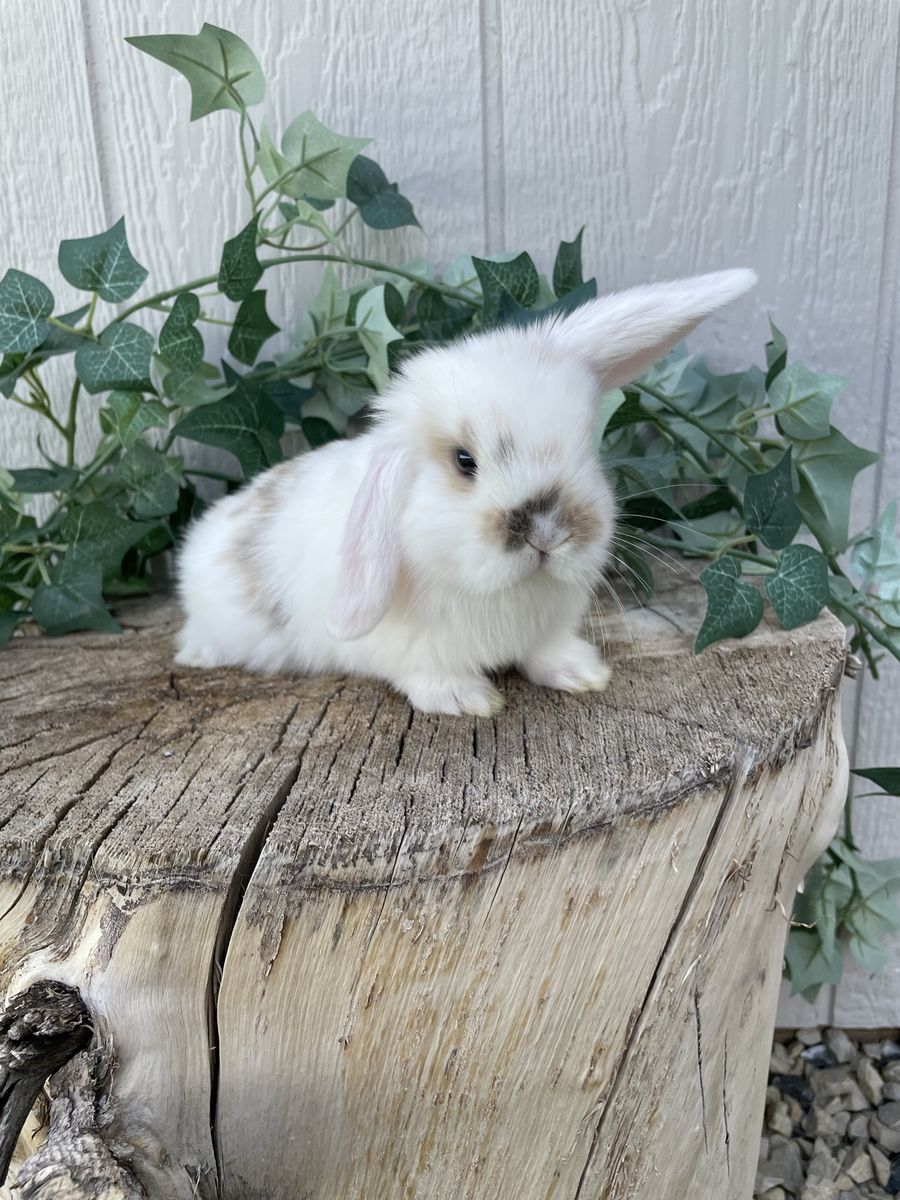 Purebred Holland Lop Doe (fully pedigreed) 