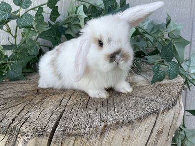 Purebred Holland Lop Doe (fully pedigreed)