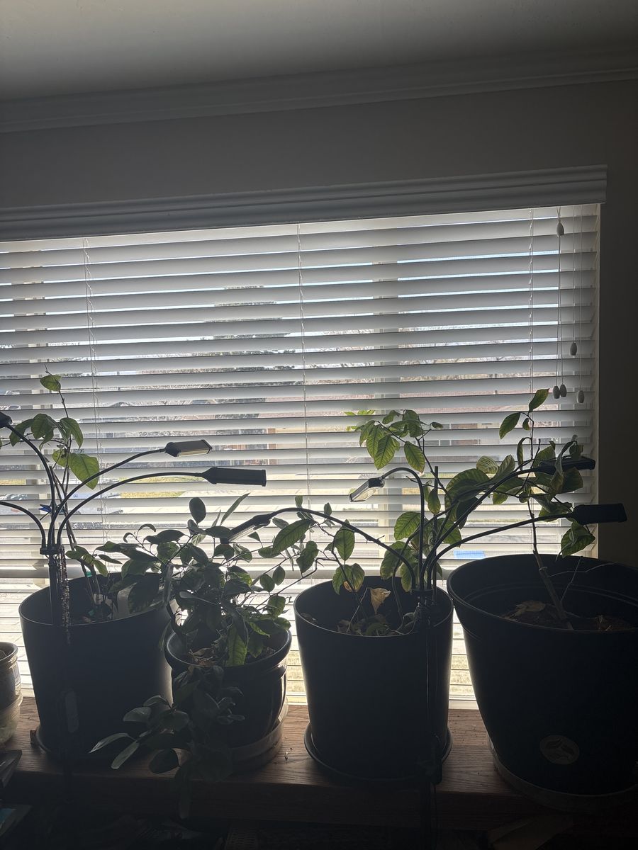 Dwarf Citrus Trees Plants