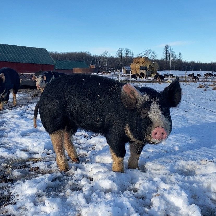 ISO berkshire Feeders