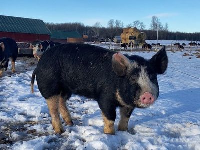 ISO berkshire Feeders