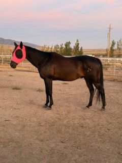 AQHA Gelding, Barrels and ?