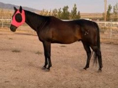 PRICE REDUCED! AQHA Gelding, Barrels and ?