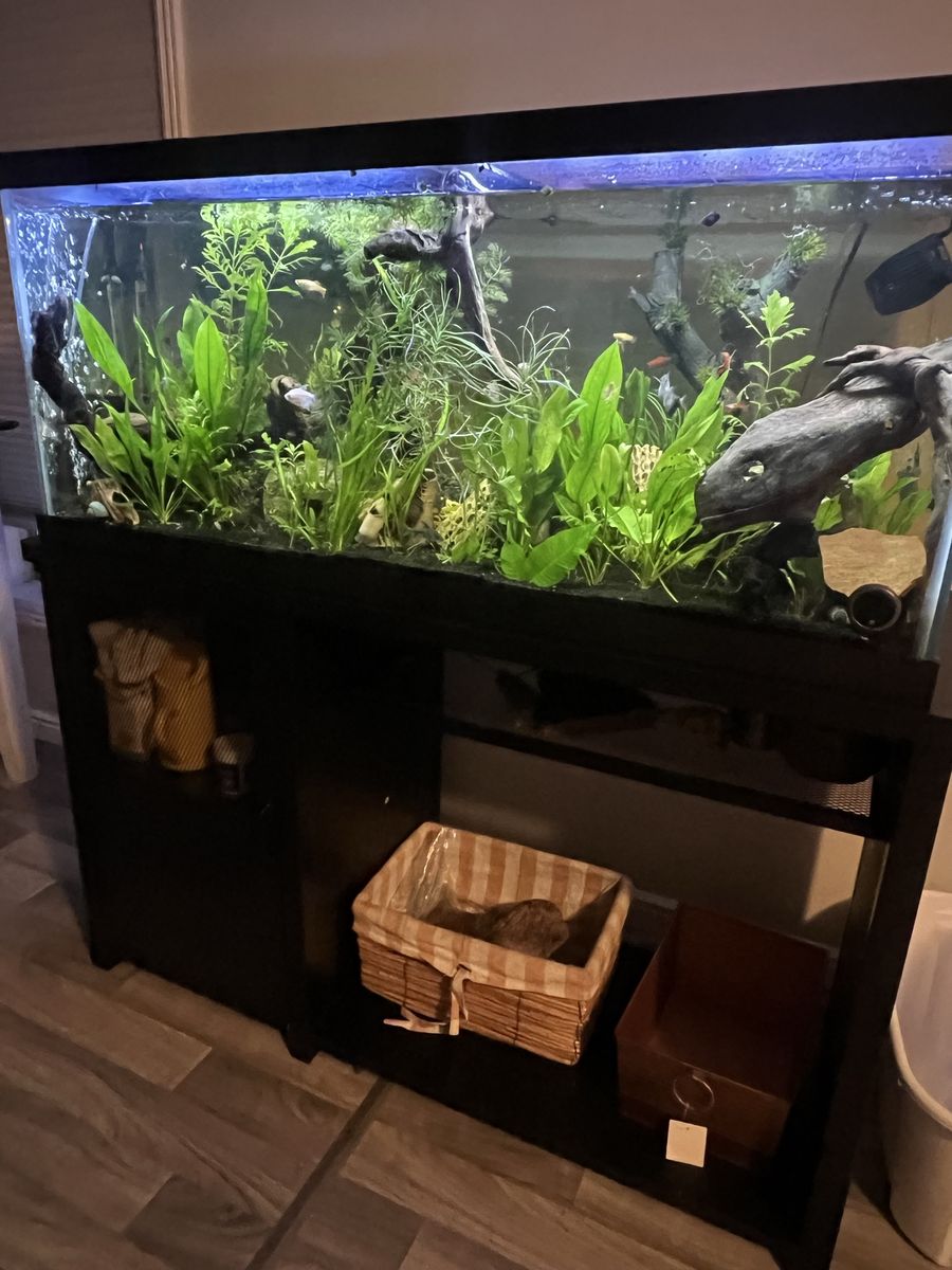 75 gal Tank, supplies plus fish 