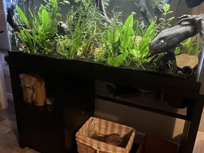75 gal Tank, supplies plus fish