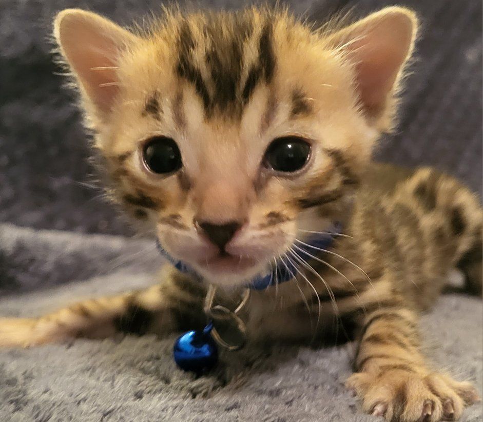 TICA REGISTERED BENGAL KITTENS THERAPY PET GRADE HYPOALLERGENIC