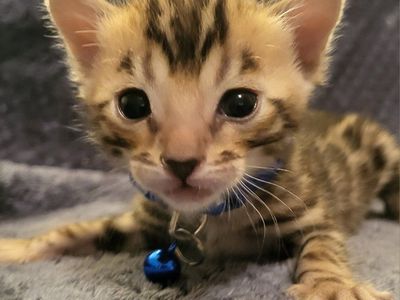 TICA REGISTERED BENGAL KITTENS THERAPY PET GRADE HYPOALLERGENIC