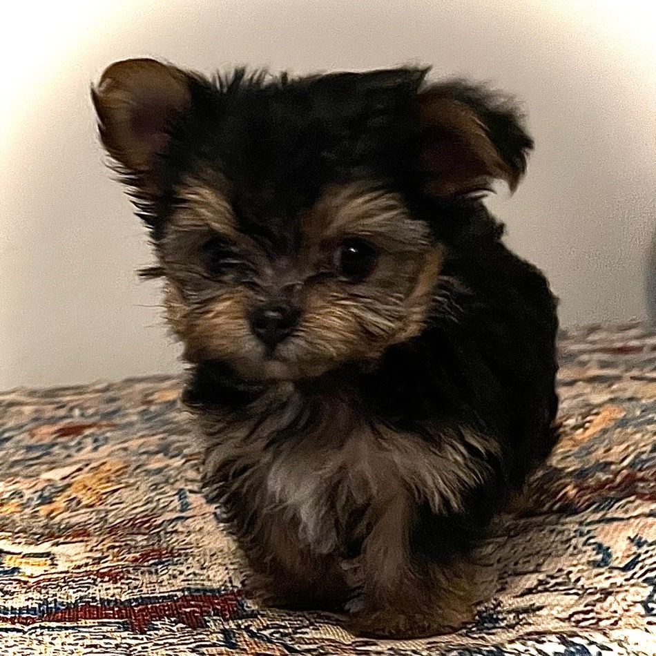 Teacup Yorkie puppies