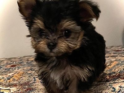 Teacup Yorkie puppies