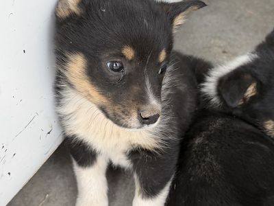 Cowboy Corgi puppies
