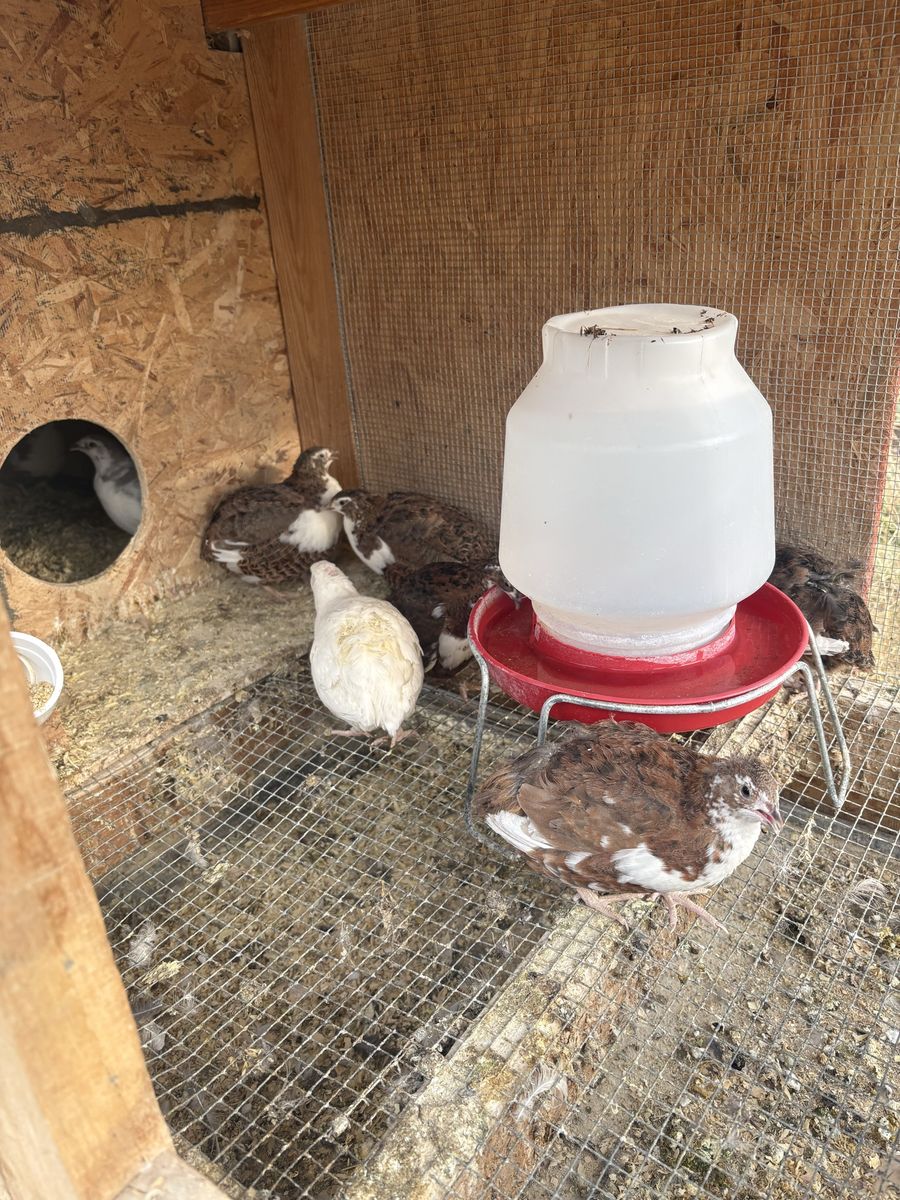 Coturnix quail 