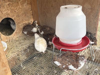 Coturnix quail