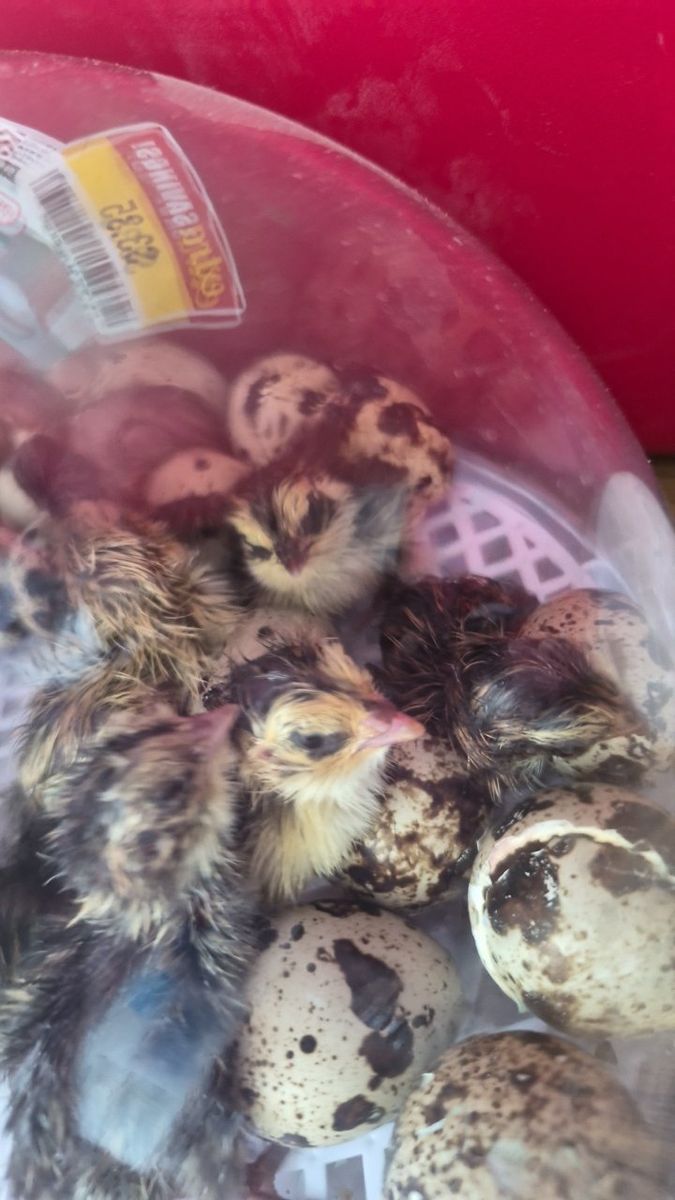 Newly Hatched Conturnix Quail Chicks