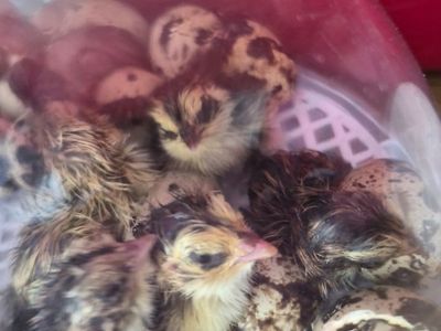Newly Hatched Conturnix Quail Chicks