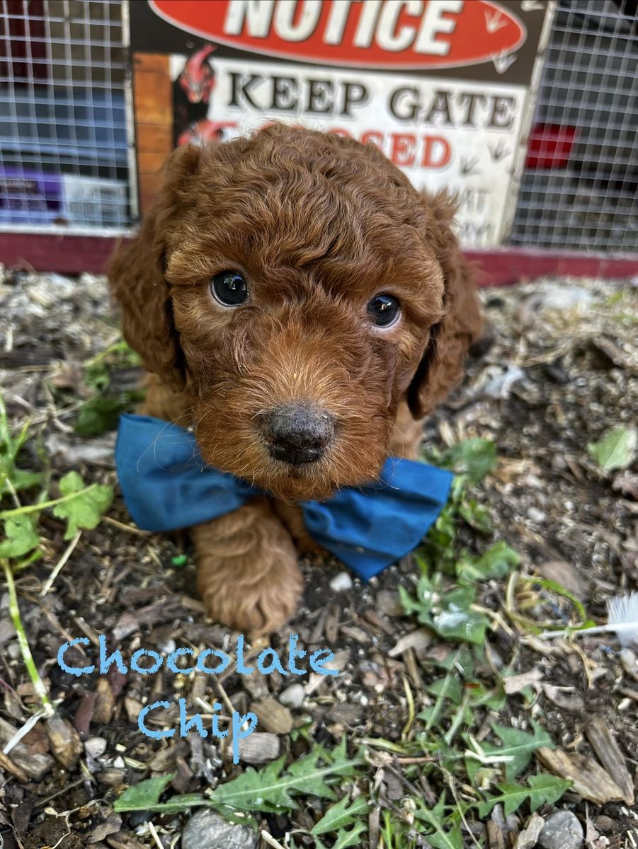 Bernie Doodle Puppies