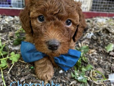 Bernie Doodle Puppies
