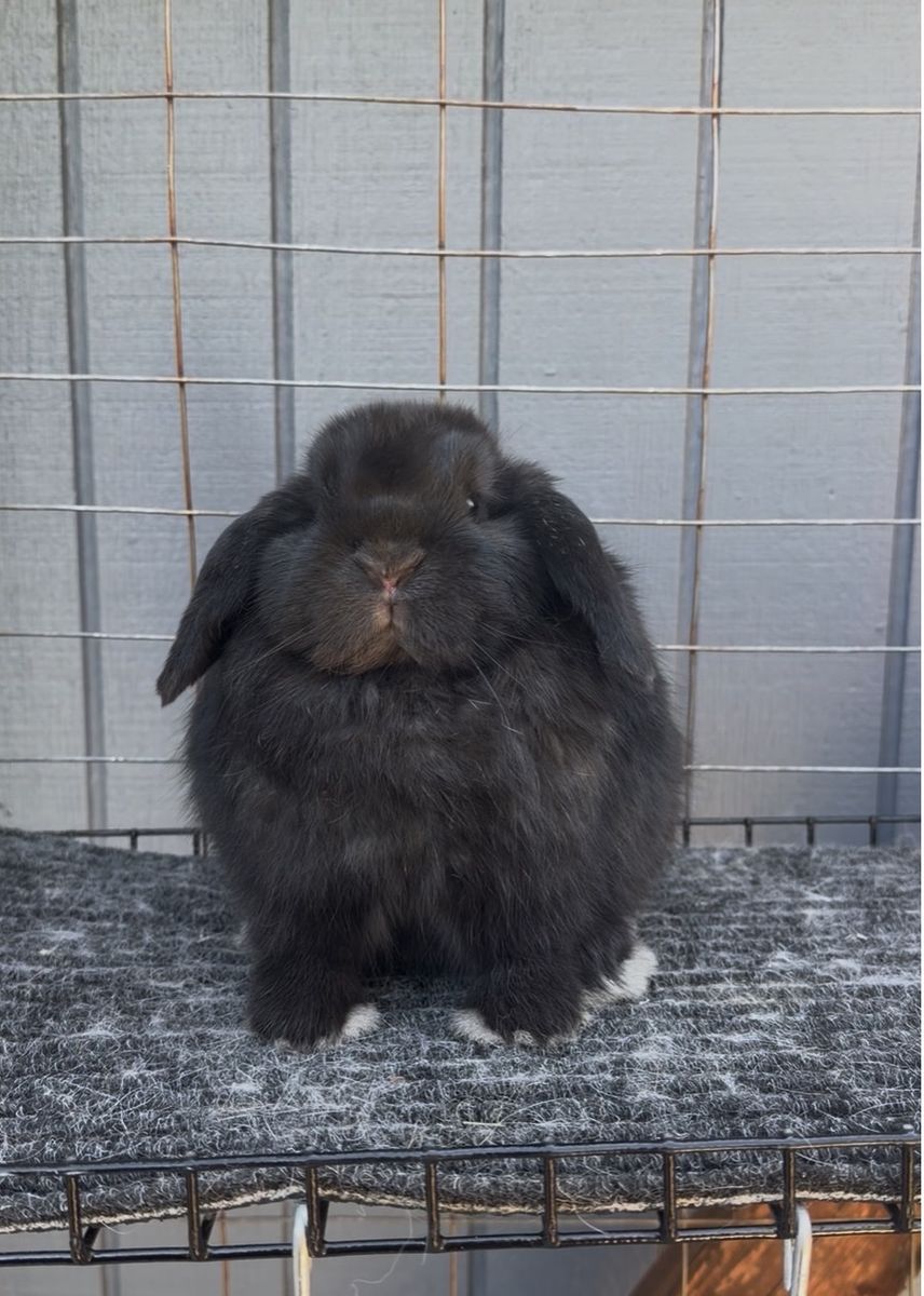 Show Holland Lop Doe