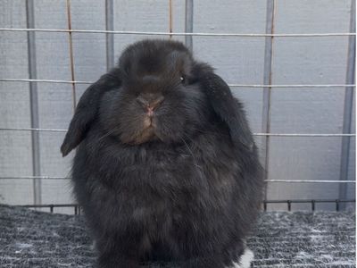 Show Holland Lop Doe