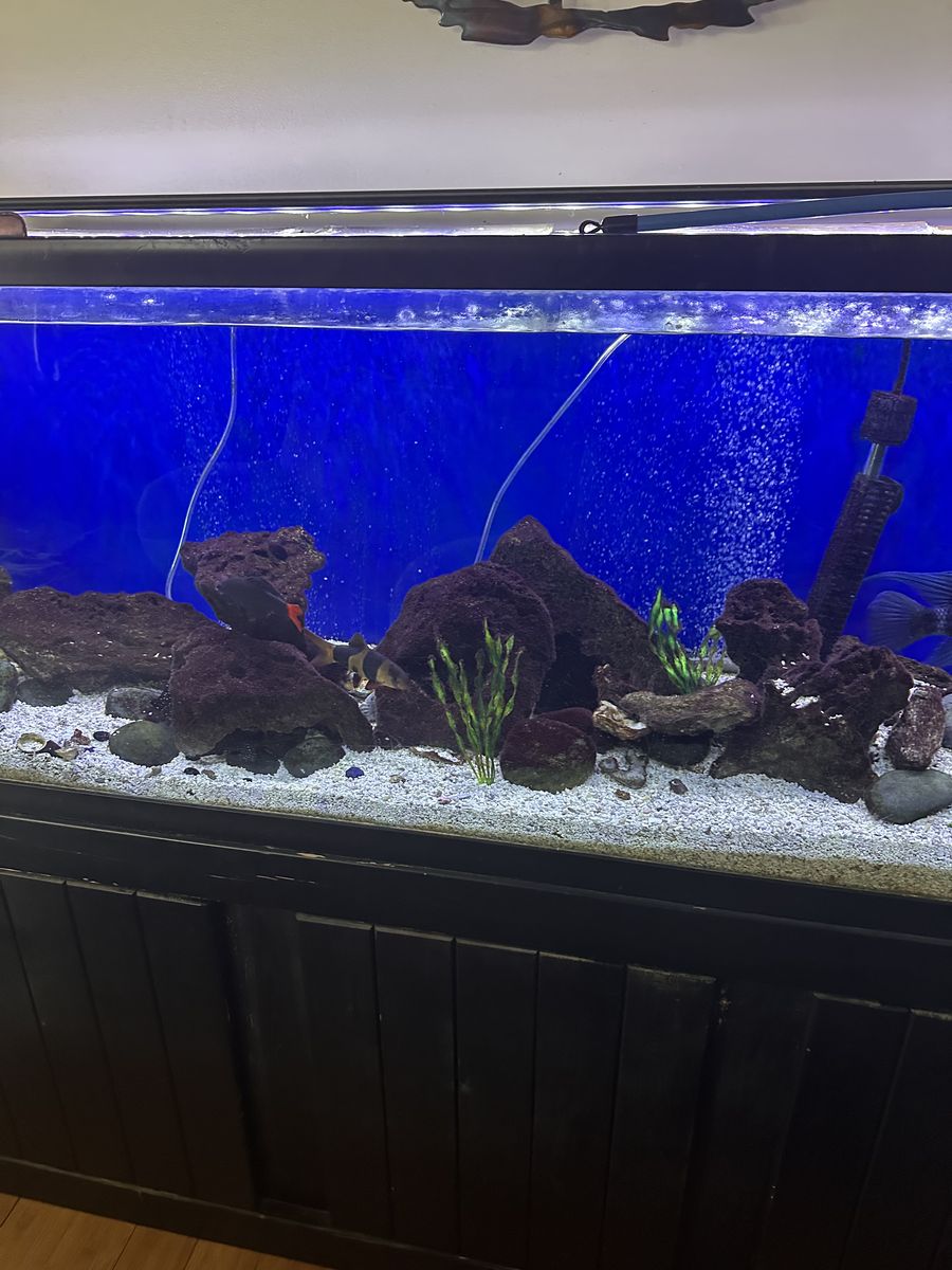 125 gallon aquarium