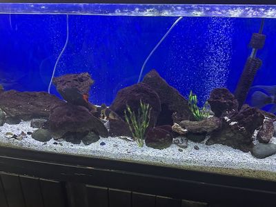 125 gallon aquarium