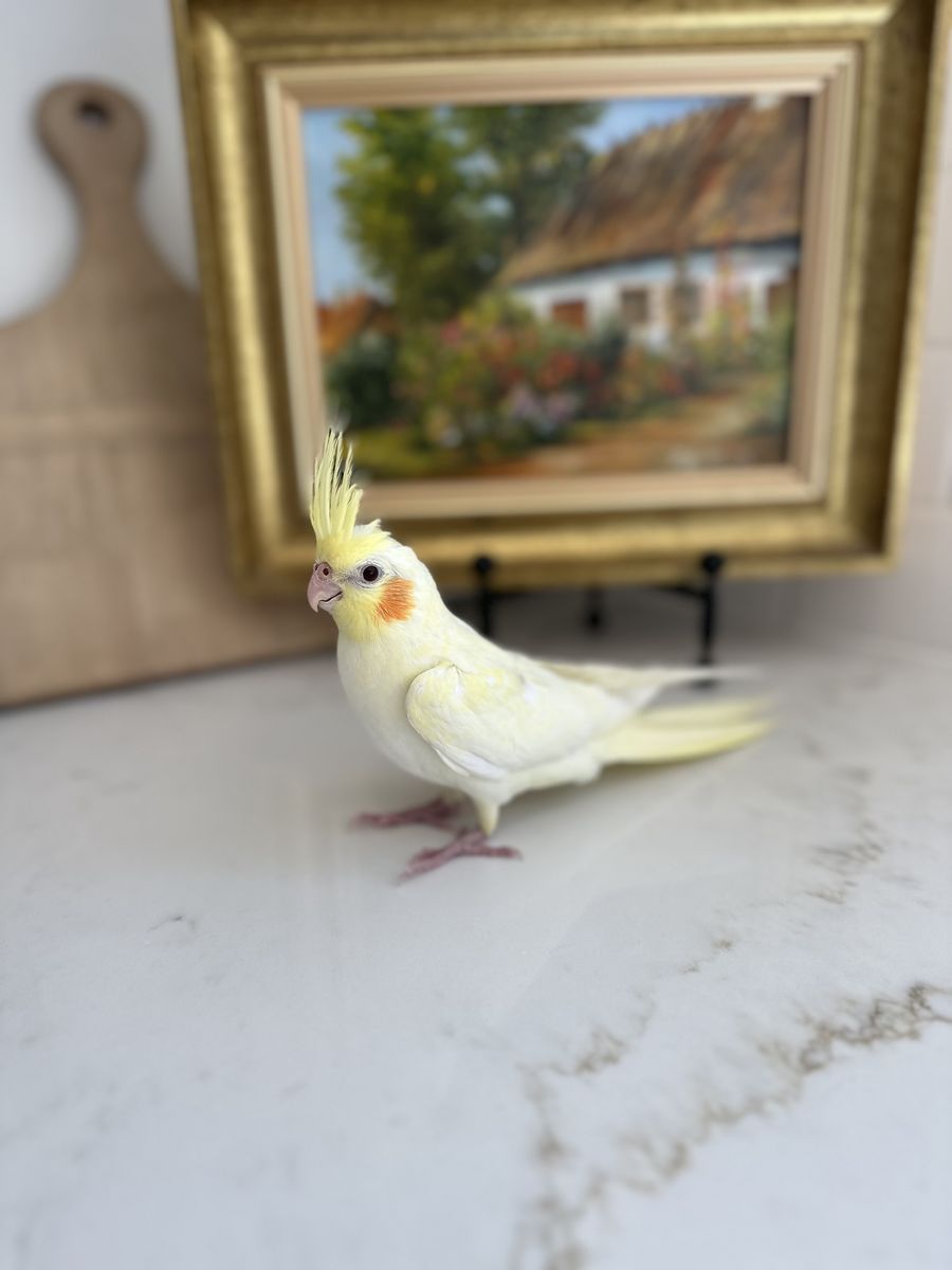 Baby Lutino Cocktail