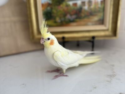 Baby Lutino Cocktail