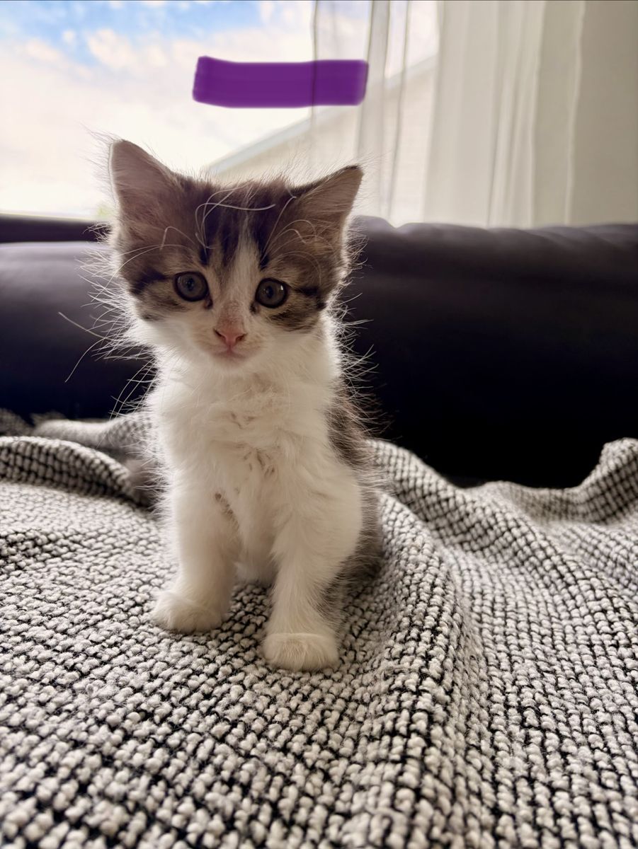 Kittens