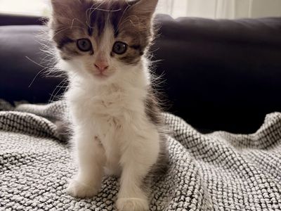 Kittens