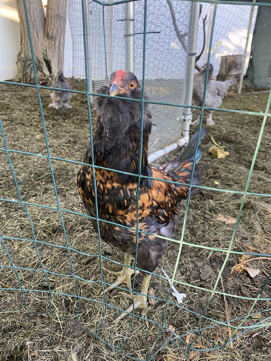 Americana Rooster - Beautiful, Spring Hatch for Rehoming