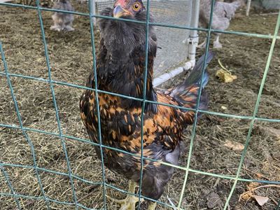 Americana Rooster - Beautiful, Spring Hatch for Rehoming