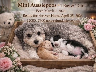 Mini Aussiepoos – 1 Male & 1 Female